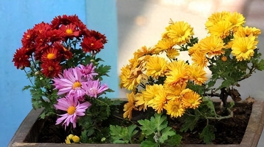 自己养花晒朋友圈的说说文案 享受赏花的心情短语(图3)