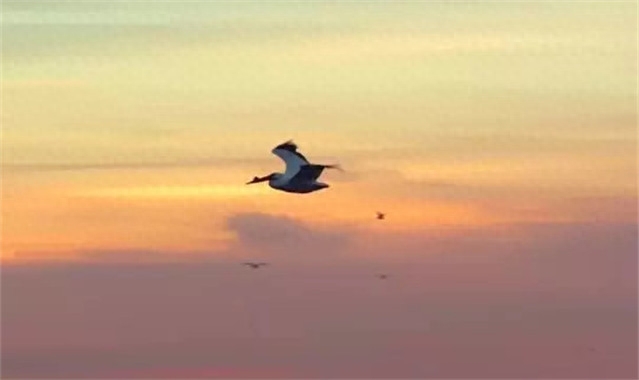 《诗经》10条唯美名句，简短温馨，沁人心脾！(图3)