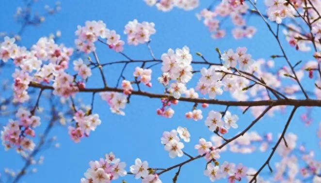 正能量人生感悟说说，感恩生活的唯美意境心语，最美人生感悟(图1)