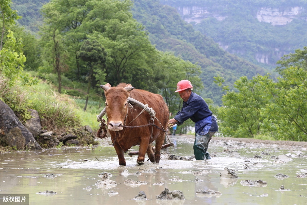俗语“只有累死的牛，没有耕坏的地”，背后的深刻含义你知道吗？(图1)