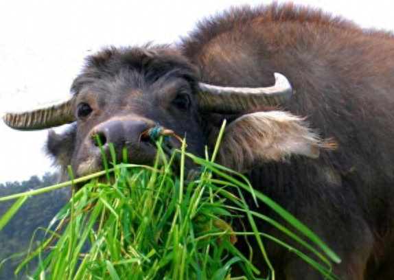 农村俗语“老牛吃嫩草”，下一句也很经典，却很少有人知道(图1)