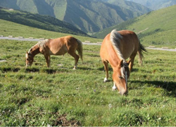 农村俗语“老牛吃嫩草”，下一句也很经典，却很少有人知道(图2)