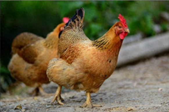 农村俗语“老牛吃嫩草”，下一句也很经典，却很少有人知道(图6)