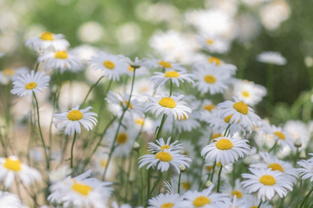 铭记历史的冬日，莫忘国殇，祈愿和平(图2)