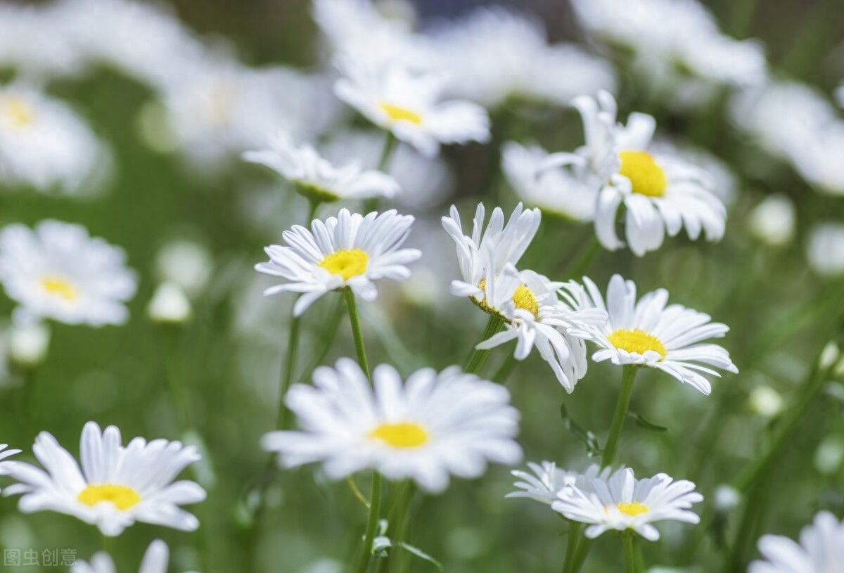 铭记历史的冬日，莫忘国殇，祈愿和平(图3)