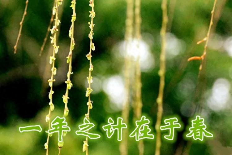 正月十六春天的祝福语精选，适合朋友圈文案(图1)