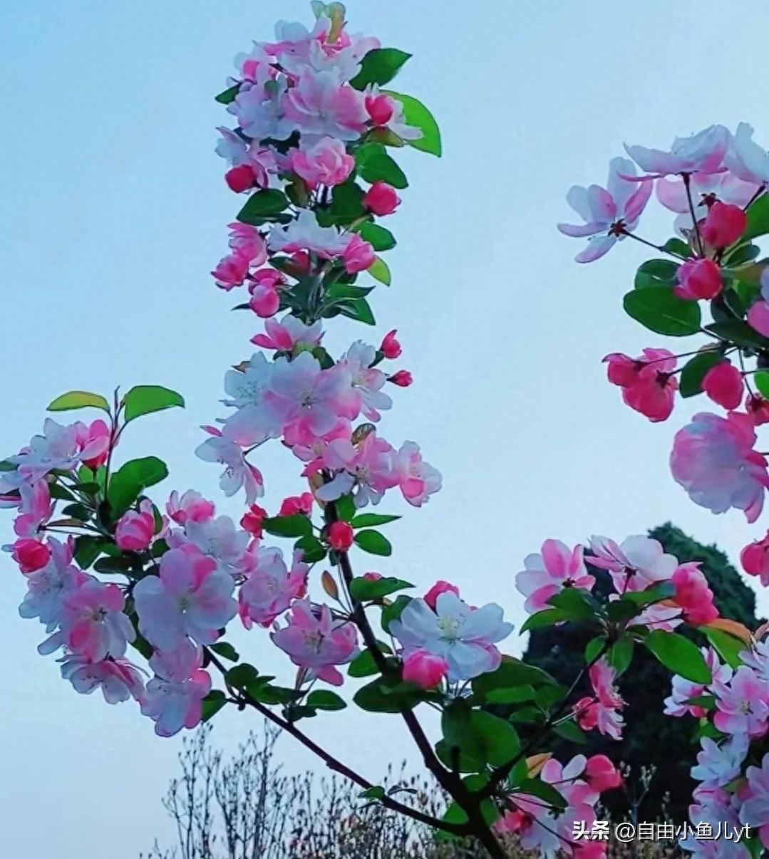 追寻美景，绝不止步，一道美丽的风景线，走到哪，都是焦点。(图1)