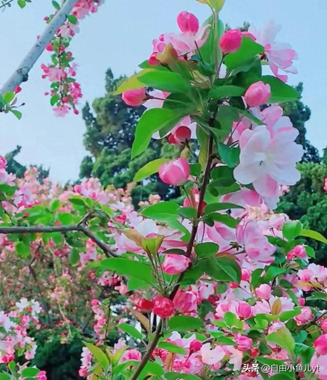 追寻美景，绝不止步，一道美丽的风景线，走到哪，都是焦点。(图2)