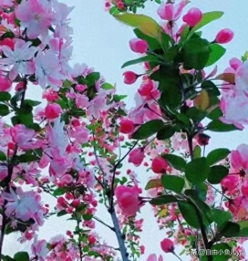 追寻美景，绝不止步，一道美丽的风景线，走到哪，都是焦点。(图4)