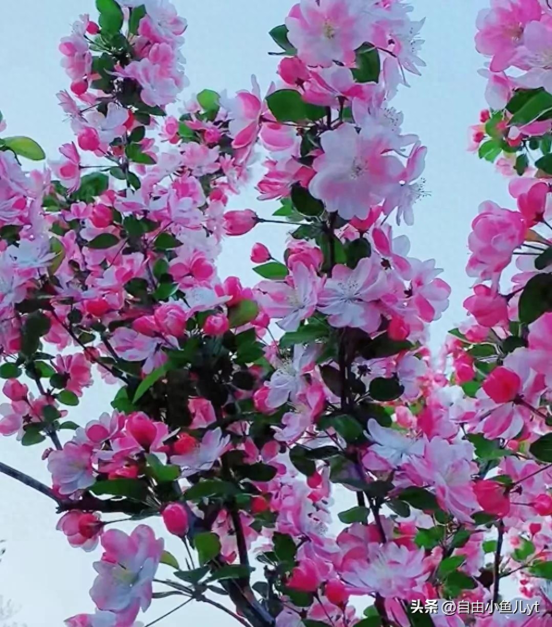 追寻美景，绝不止步，一道美丽的风景线，走到哪，都是焦点。(图5)