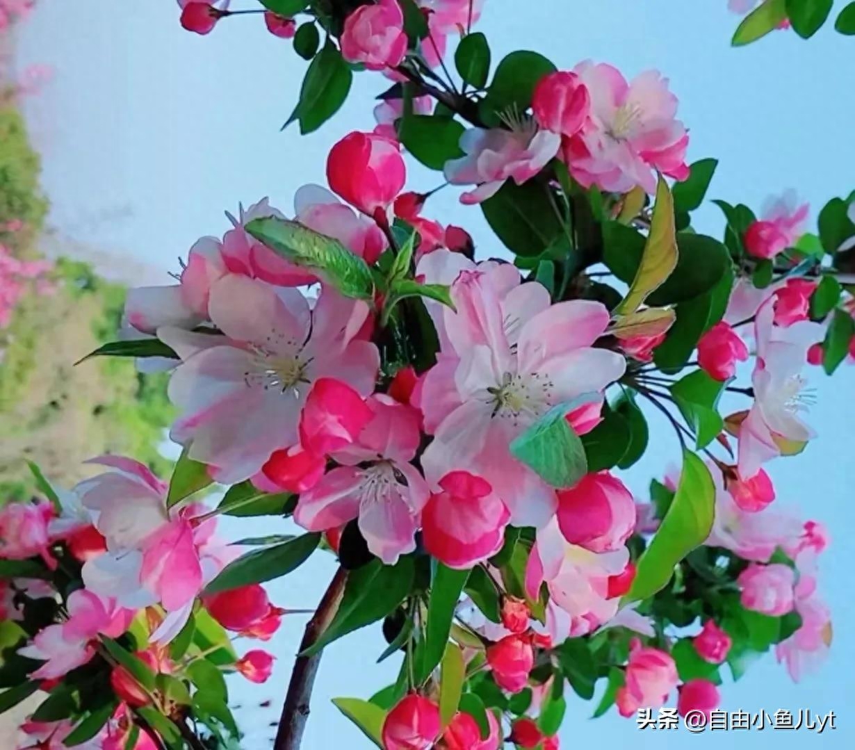 追寻美景，绝不止步，一道美丽的风景线，走到哪，都是焦点。(图6)