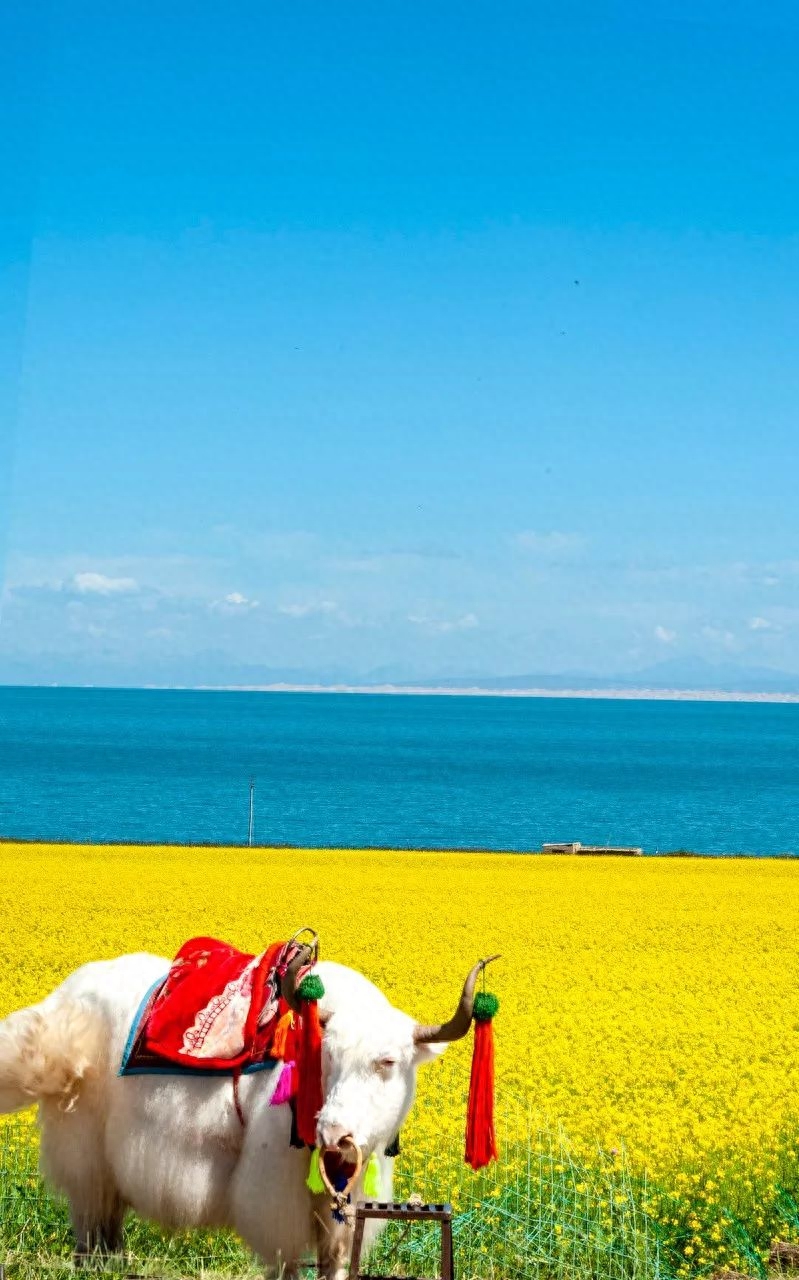 9条绝色风景线收纳美景无数，待春暖花开，挑1条自由驰骋(图41)