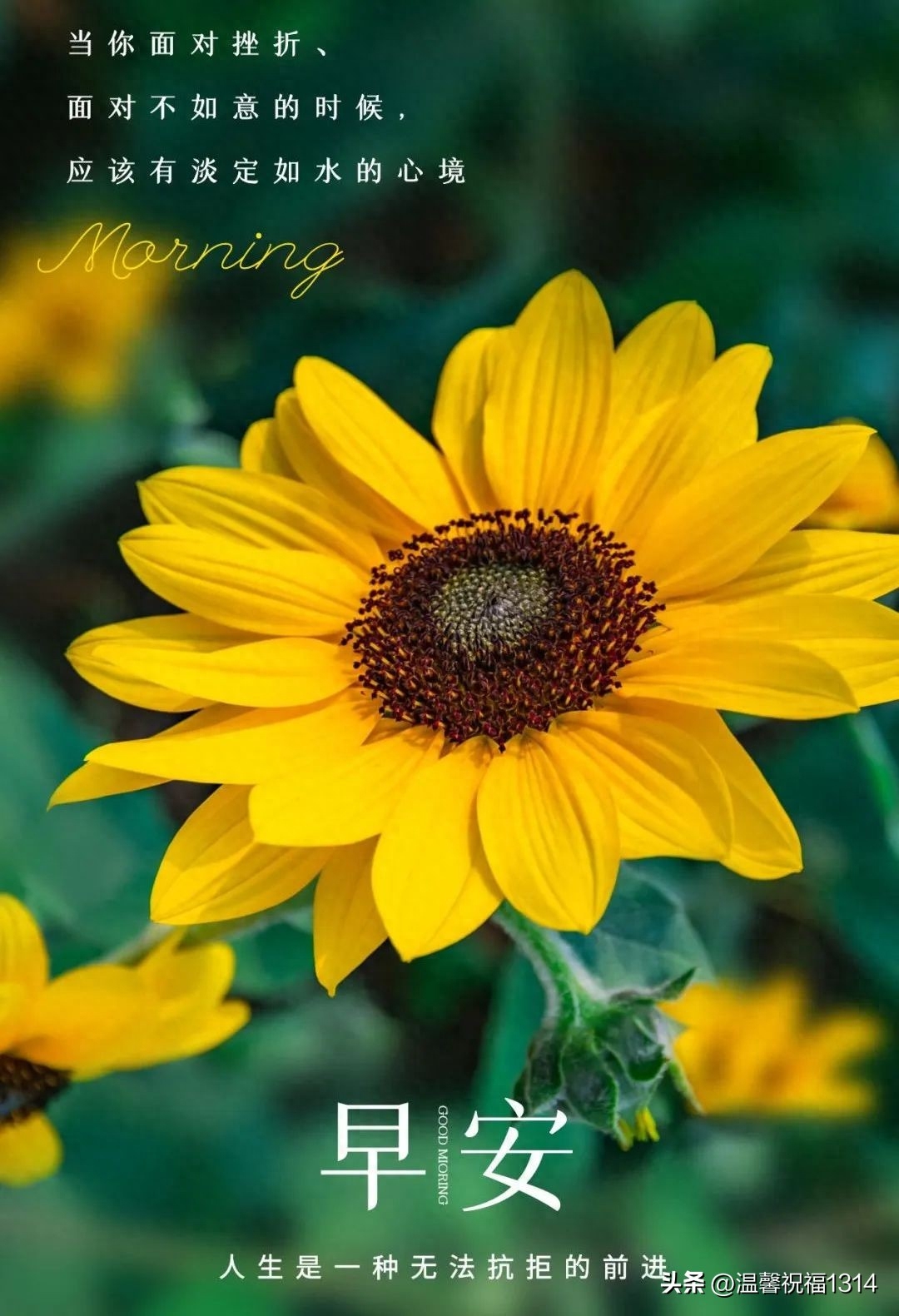 朋友圈励志早安心语，满满正能量的早安励志说说(图8)