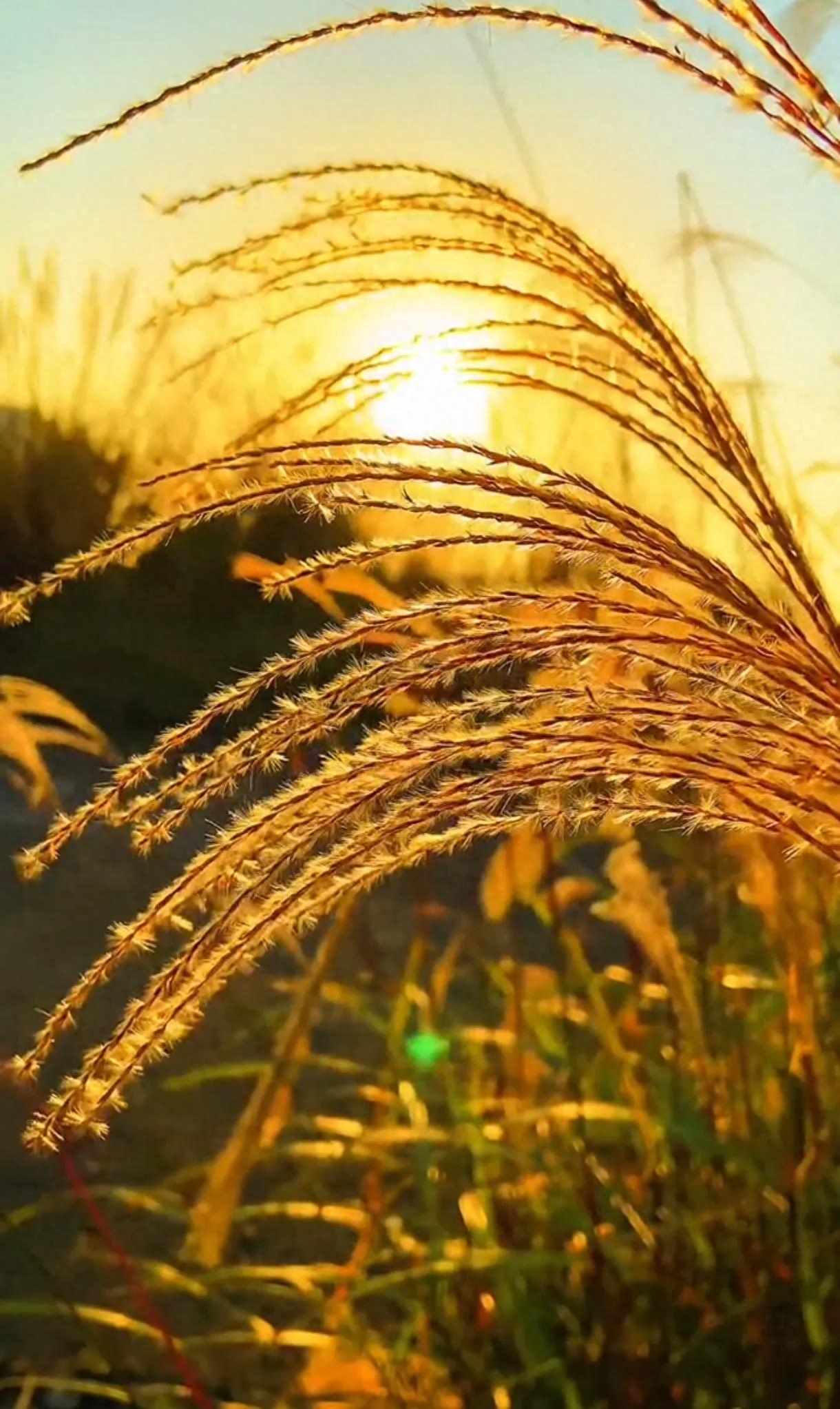 那些适合收藏的黄昏落日和唯美短句，哪一句惊艳了你(图4)