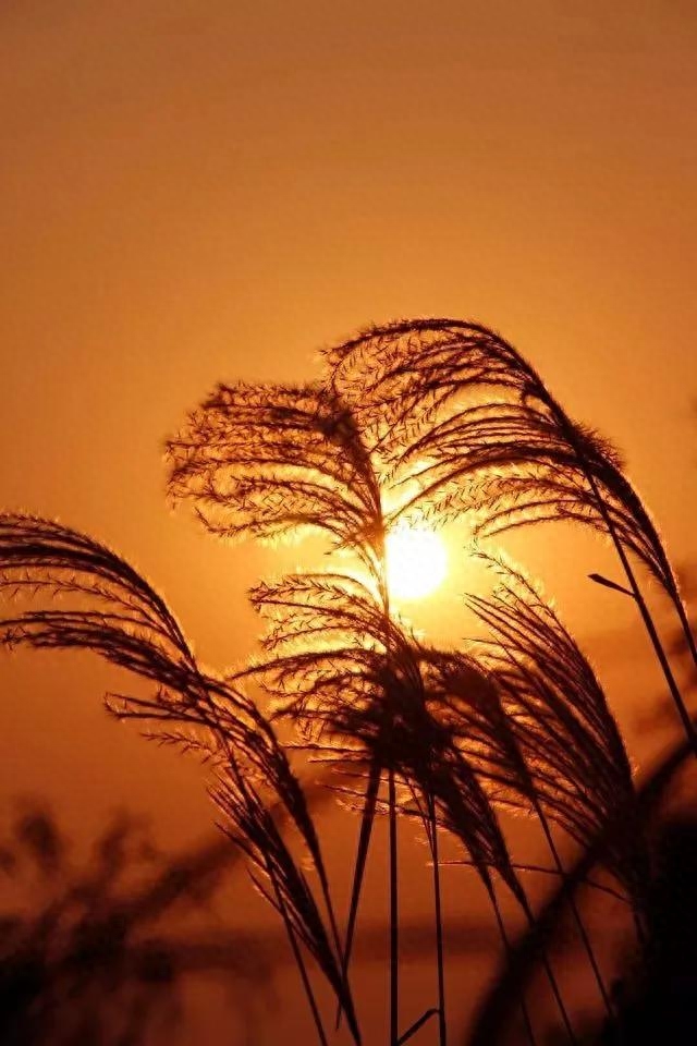 那些适合收藏的黄昏落日和唯美短句，哪一句惊艳了你(图12)