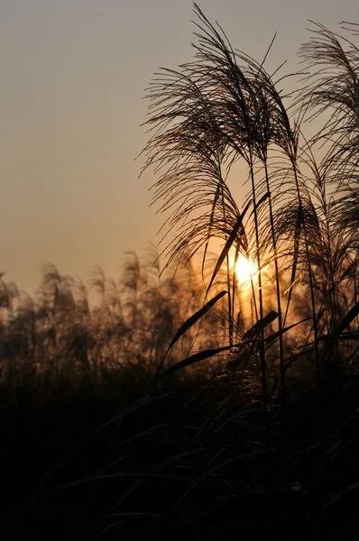 那些适合收藏的黄昏落日和唯美短句，哪一句惊艳了你(图13)