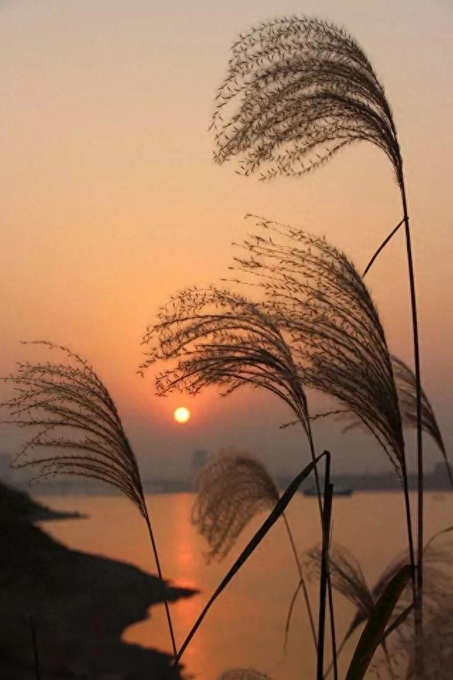 那些适合收藏的黄昏落日和唯美短句，哪一句惊艳了你(图14)