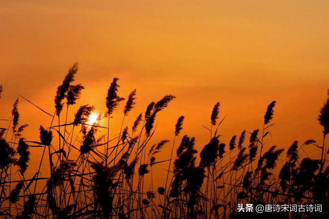 夕阳无限好，犹能灿长天(图5)