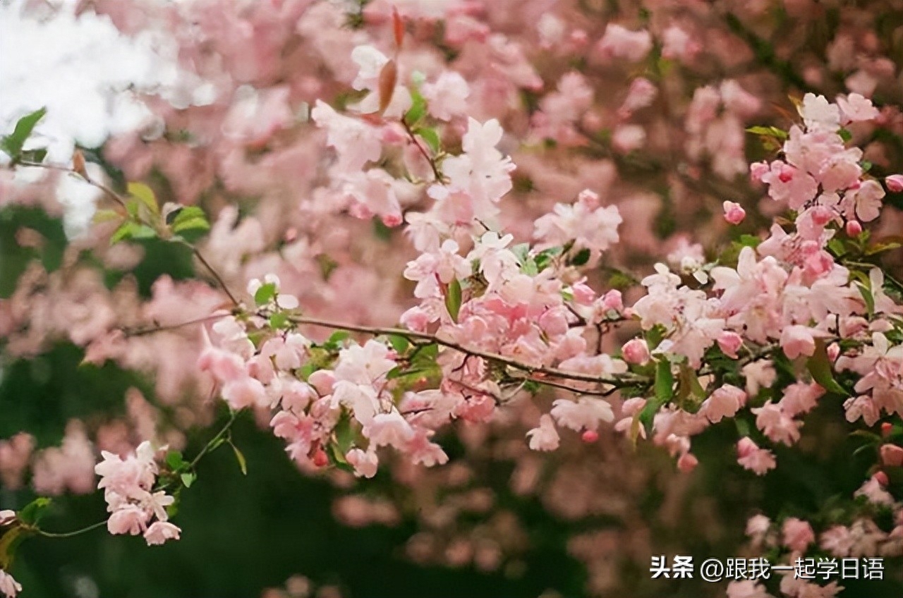 【日本文化】日本三行情书——那些让人流泪的句子(图1)