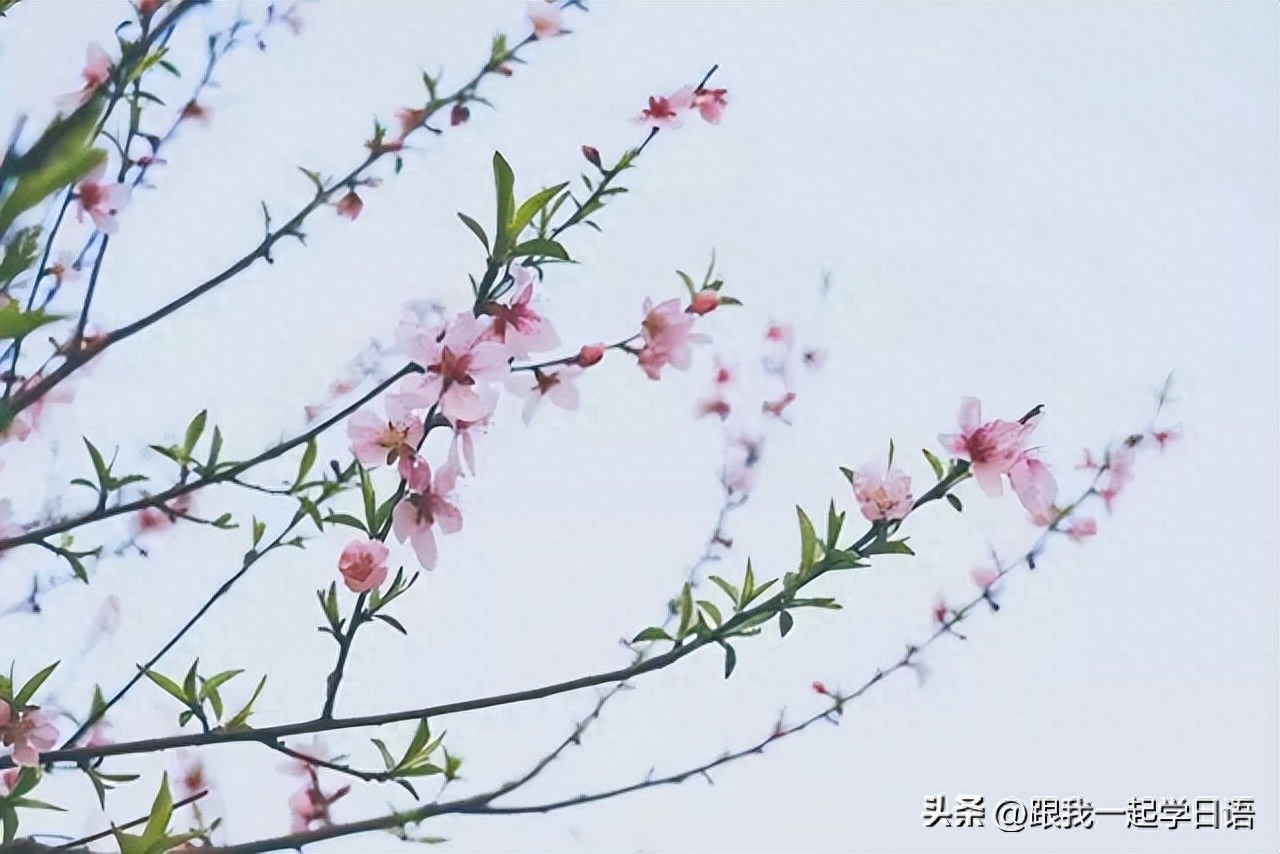 【日本文化】日本三行情书——那些让人流泪的句子(图2)