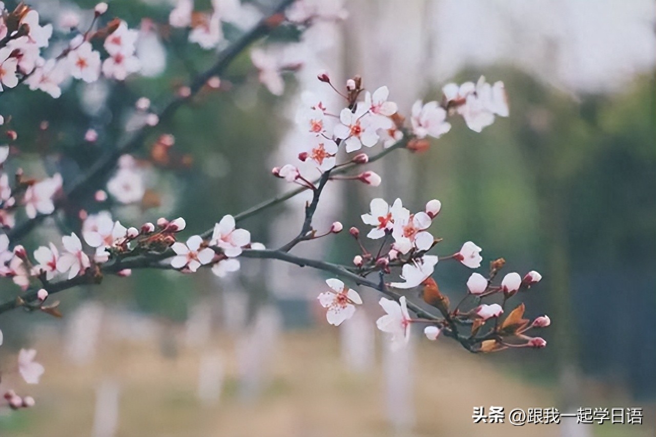 【日本文化】日本三行情书——那些让人流泪的句子(图4)