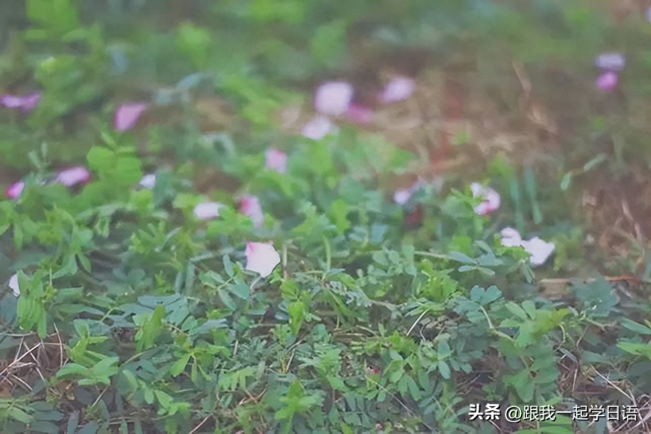 【日本文化】日本三行情书——那些让人流泪的句子(图5)