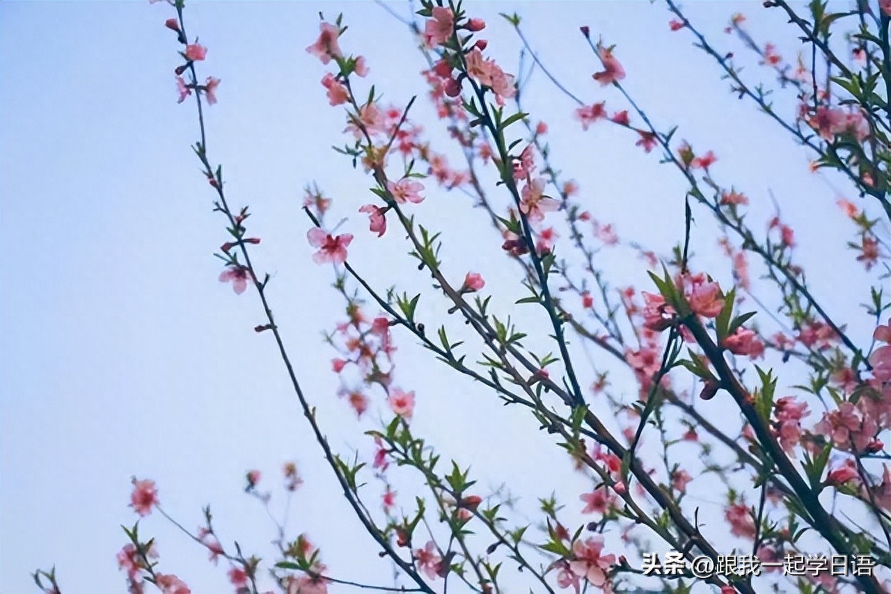 【日本文化】日本三行情书——那些让人流泪的句子(图6)