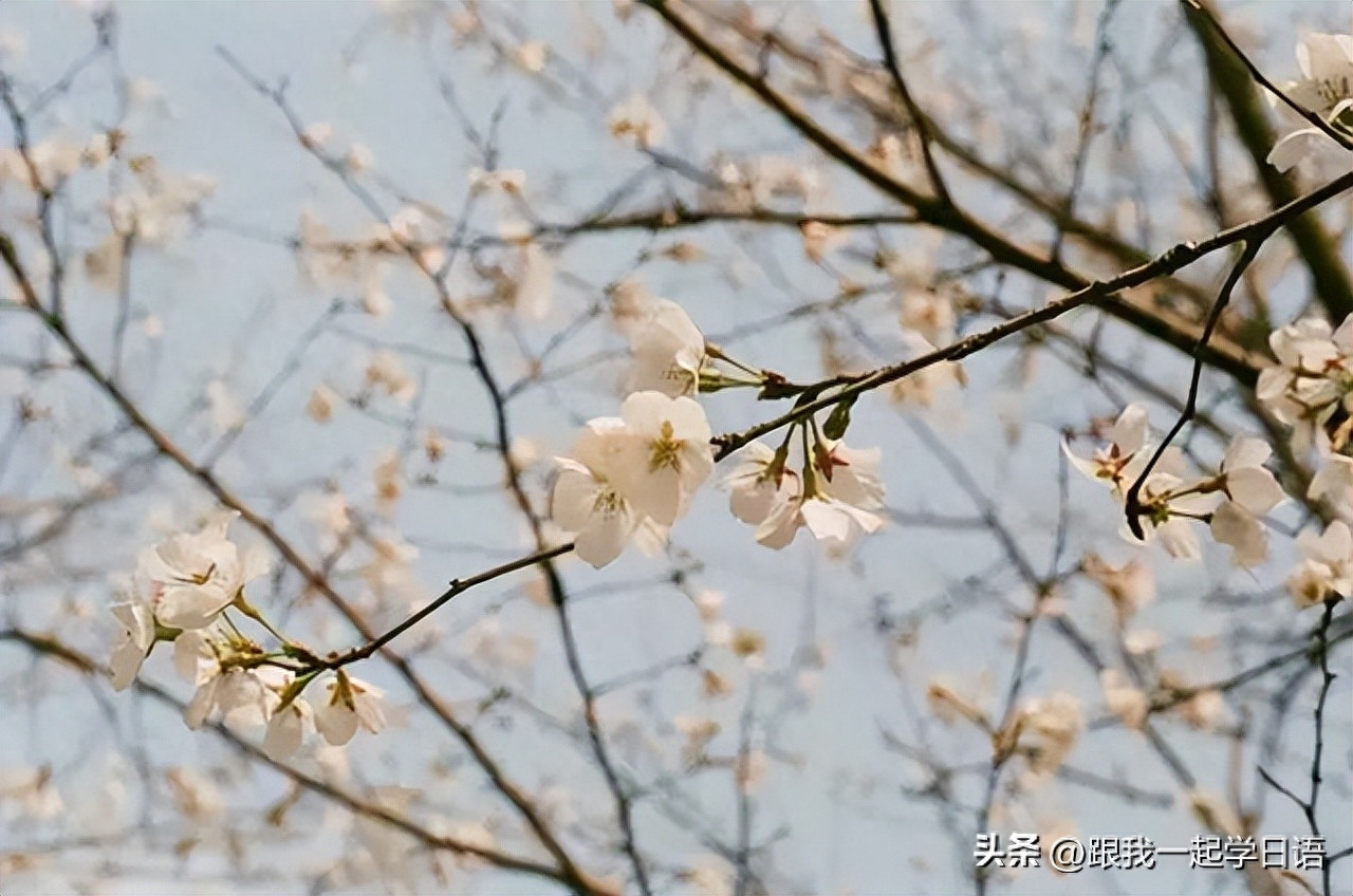 【日本文化】日本三行情书——那些让人流泪的句子(图7)