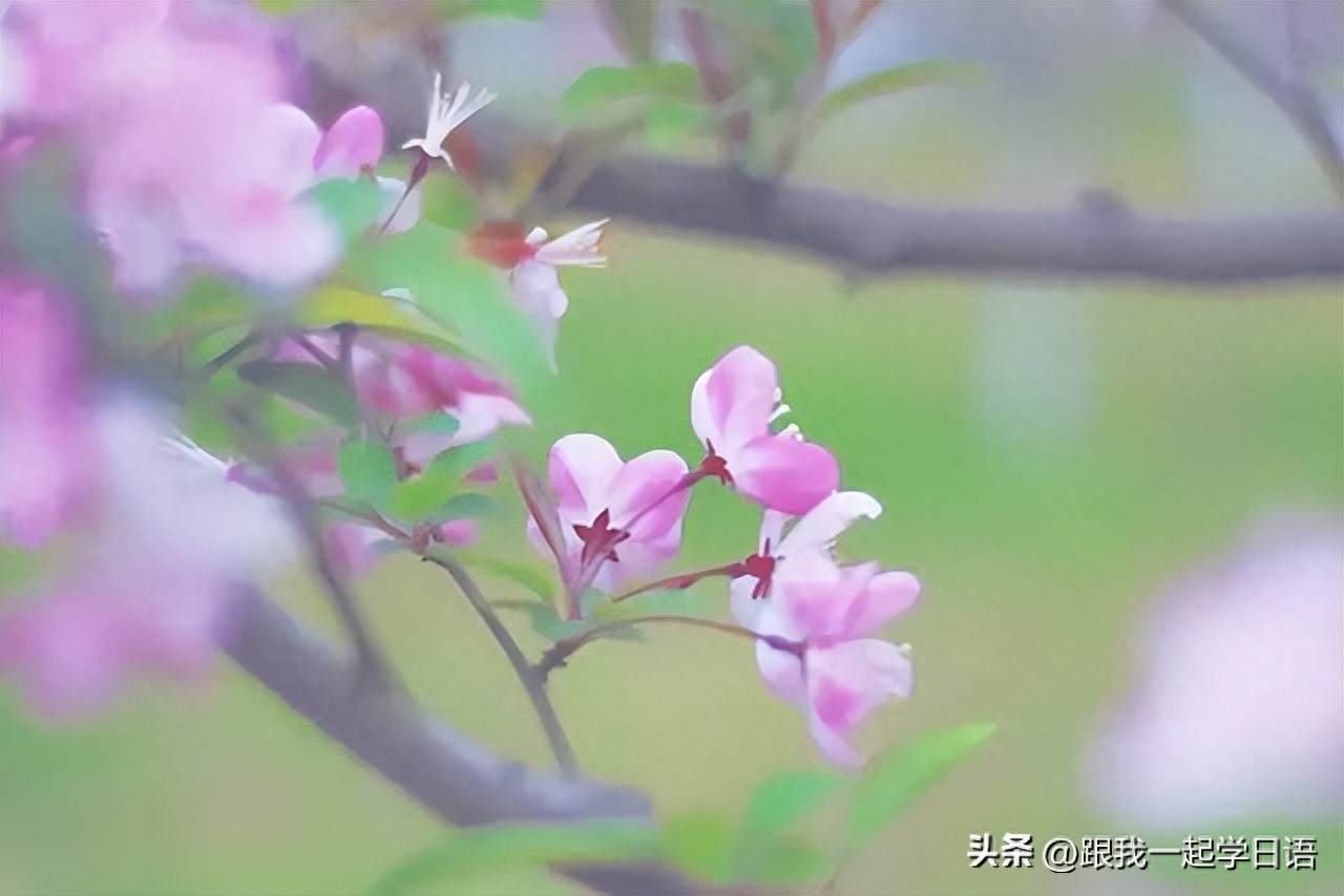 【日本文化】日本三行情书——那些让人流泪的句子(图8)