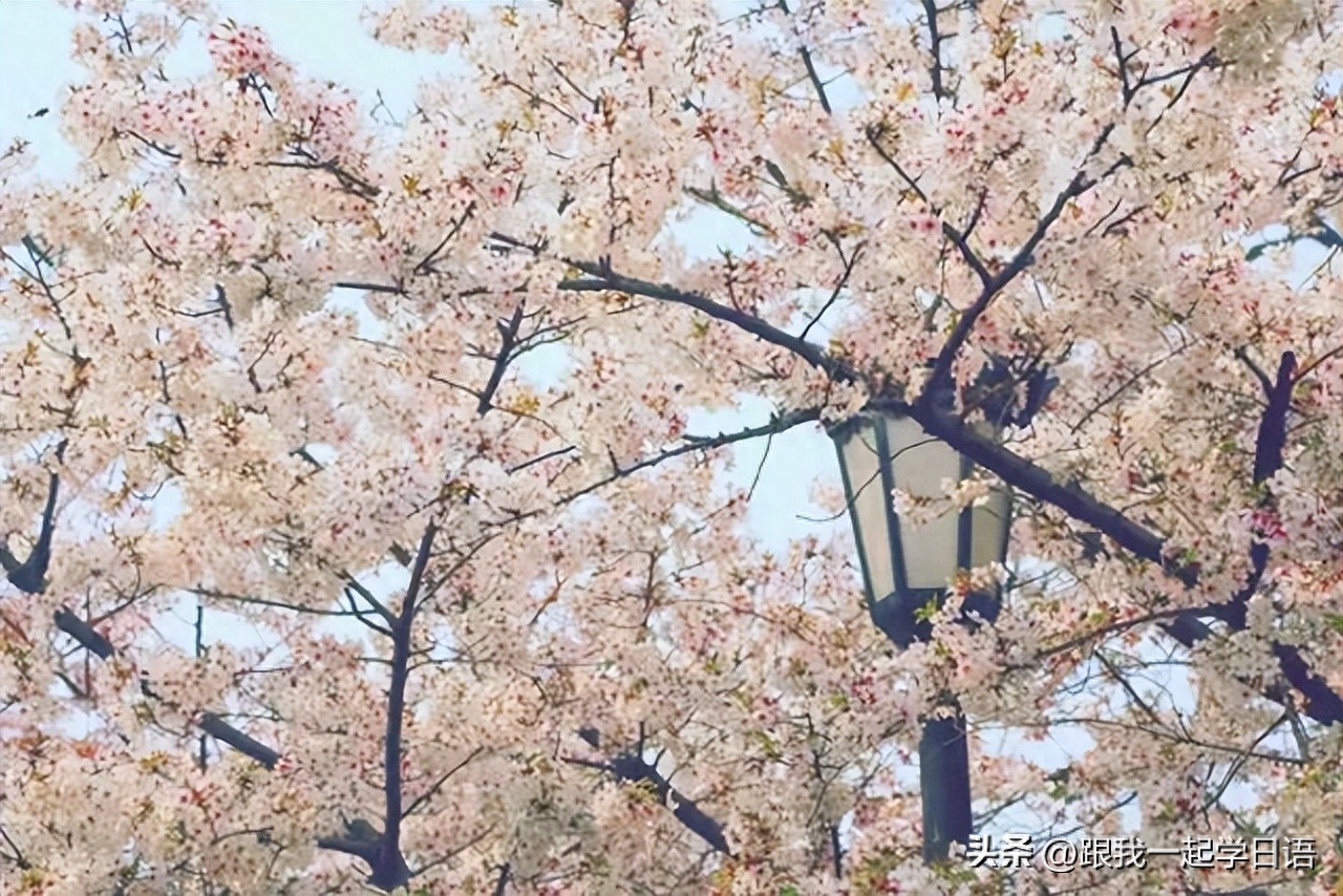 【日本文化】日本三行情书——那些让人流泪的句子(图9)