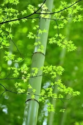 同窗欢聚感言 文/李思義(山东临沂)(图1)