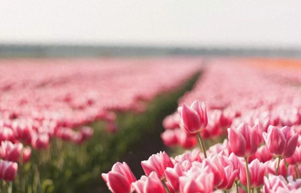 双语驿站｜心情如春天般美丽：10个“快乐”的英文表达(图2)