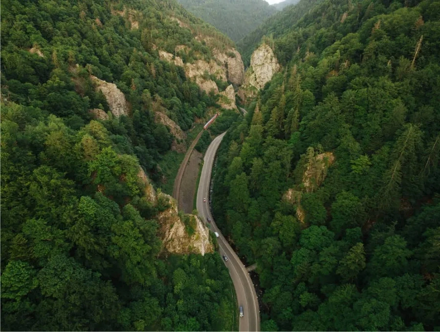 世界森林日：一呼一吸皆是绿意(图3)