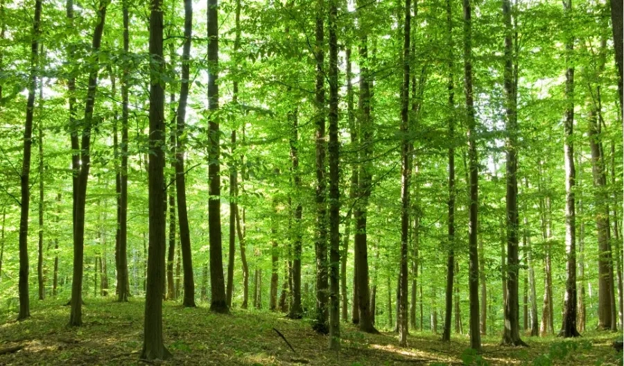 世界森林日：一呼一吸皆是绿意(图4)