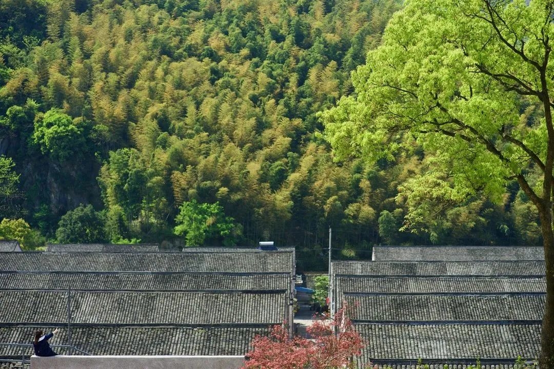 WIK· 世界森林日｜保护森林 青山长存(图2)