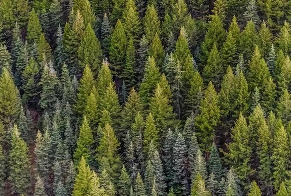 WIK· 世界森林日｜保护森林 青山长存(图3)