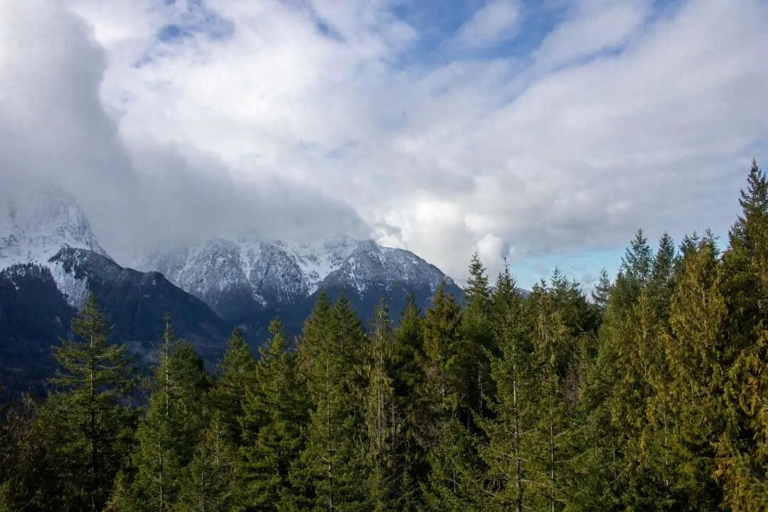 WIK· 世界森林日｜保护森林 青山长存(图4)