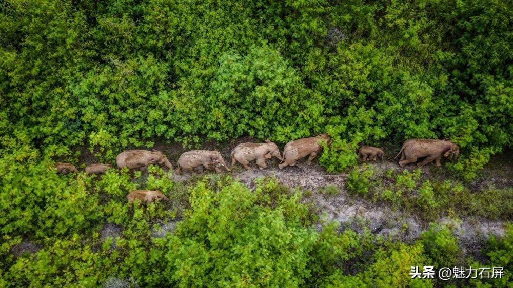 世界森林日丨守好一片森林，护好一方生灵(图2)