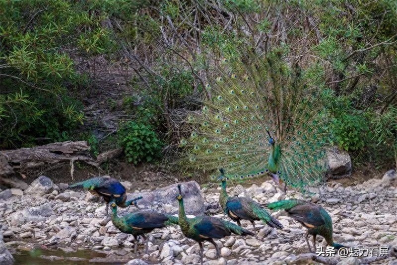 世界森林日丨守好一片森林，护好一方生灵(图7)