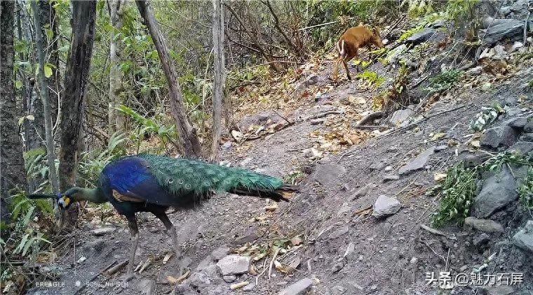 世界森林日丨守好一片森林，护好一方生灵(图8)