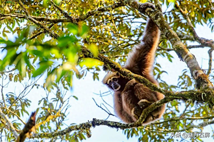 世界森林日丨守好一片森林，护好一方生灵(图12)