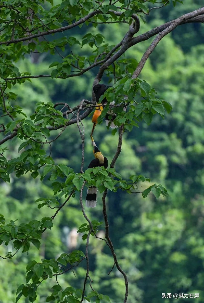 世界森林日丨守好一片森林，护好一方生灵(图13)