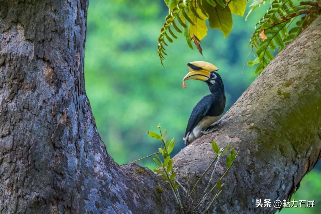 世界森林日丨守好一片森林，护好一方生灵(图14)
