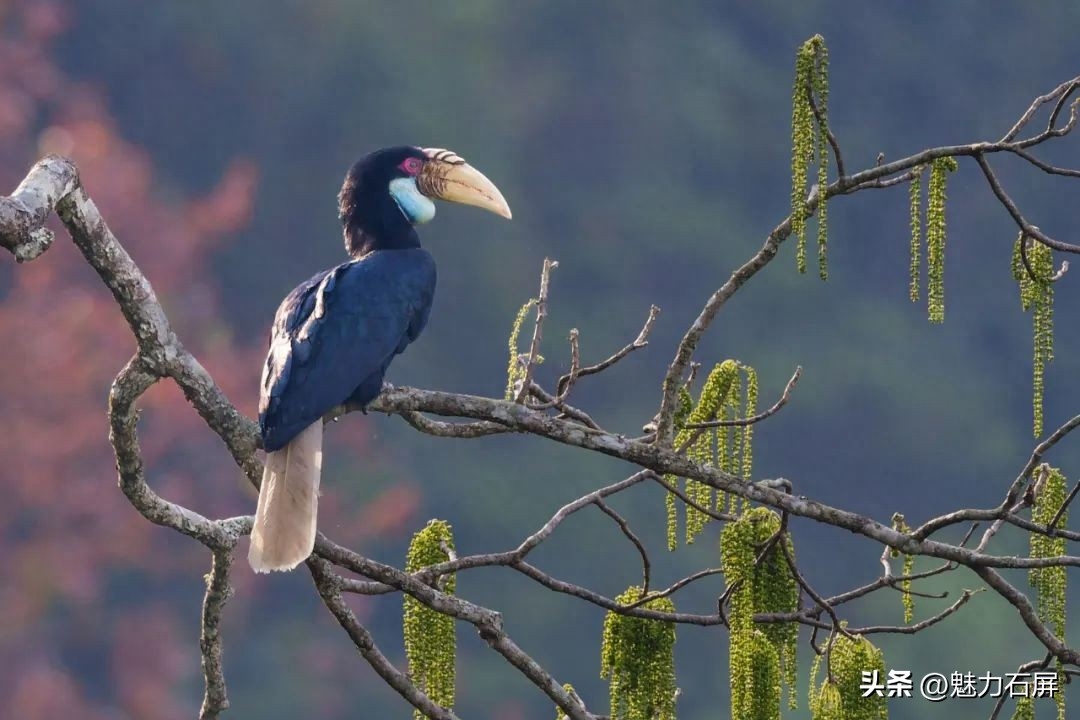 世界森林日丨守好一片森林，护好一方生灵(图15)