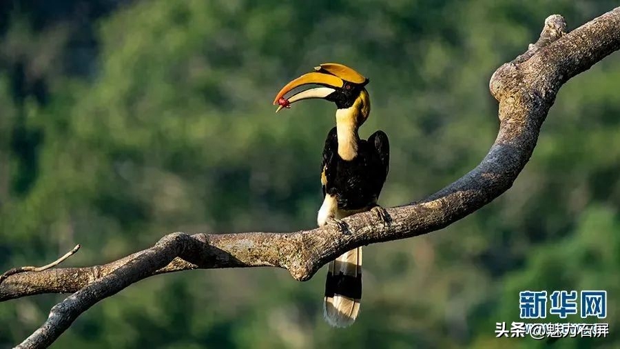 世界森林日丨守好一片森林，护好一方生灵(图16)