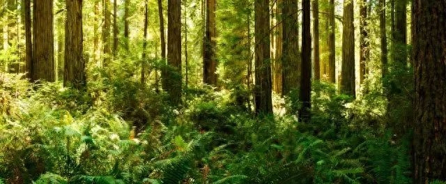 3.21世界森林日，一起为我们的家园添点绿吧！(图2)