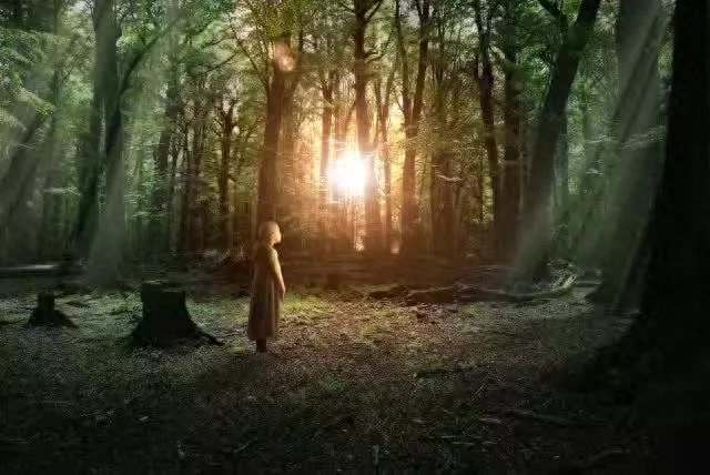 3.21世界森林日，一起为我们的家园添点绿吧！(图4)