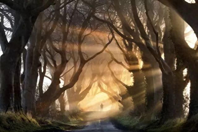 3.21世界森林日，一起为我们的家园添点绿吧！(图5)