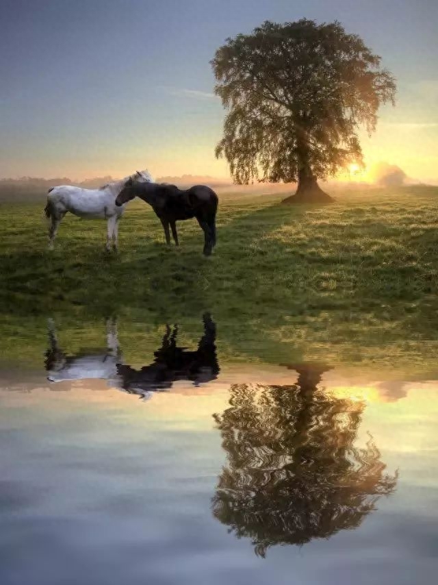 3.21世界森林日，一起为我们的家园添点绿吧！(图7)