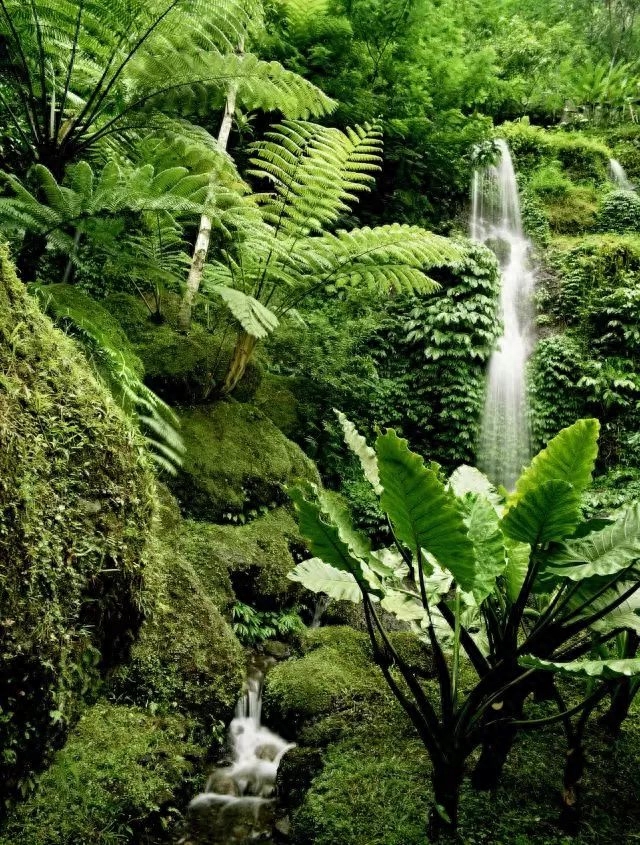 3.21世界森林日，一起为我们的家园添点绿吧！(图8)